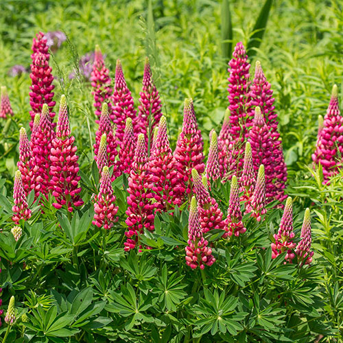 Lupin Gallery Red Lupin Gallery Red