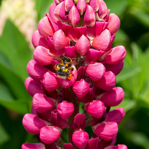 Lupin Gallery Red Lupin Gallery Red