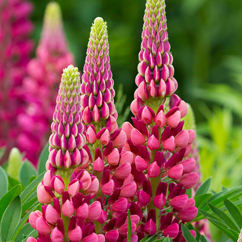Lupin Gallery Red Lupin Gallery Red