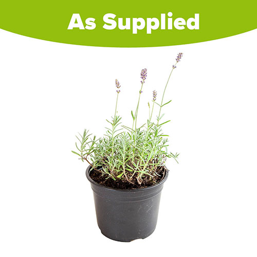 English Lavender Hidcote English Lavender Hidcote