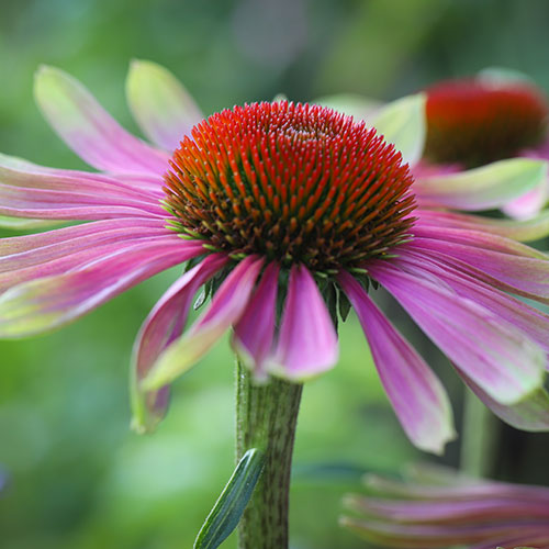 Echinacea Green Twister Echinacea Green Twister