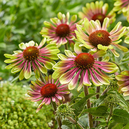 Echinacea Green Twister Echinacea Green Twister