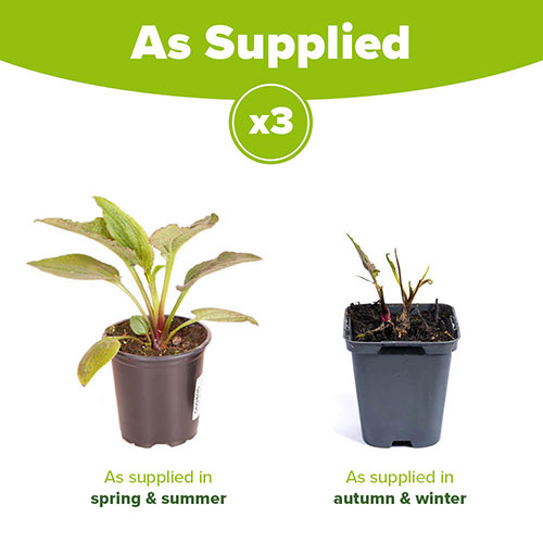 Echinacea Green Twister Echinacea Green Twister