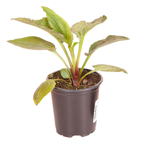 Echinacea Green Twister Echinacea Green Twister