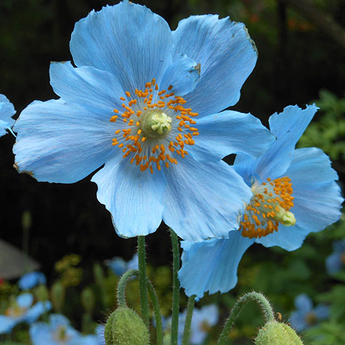 Meconopsis Himalayan Blue Poppy Meconopsis Himalayan Blue Poppy