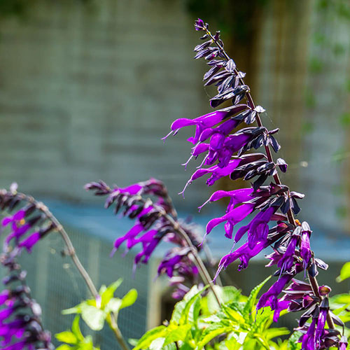 Salvia Amistad Salvia Amistad