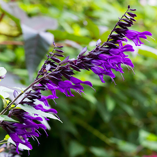 Salvia Amistad Salvia Amistad