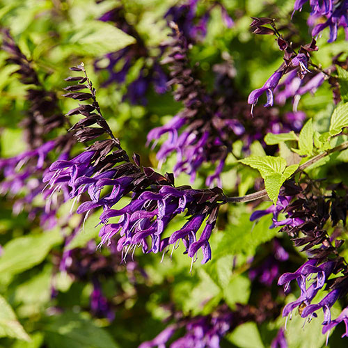 Salvia Amistad Salvia Amistad
