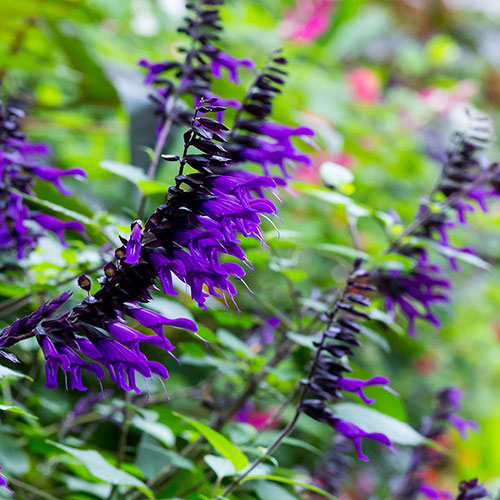 Salvia Amistad Salvia Amistad