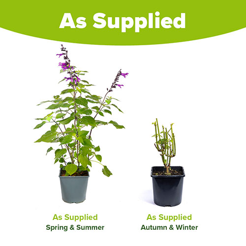 Salvia Amistad Salvia Amistad