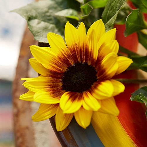 Patio Sunflower Sunbelievable Patio Sunflower Sunbelievable