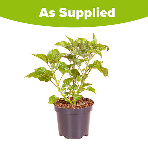 Patio Sunflower Sunbelievable Patio Sunflower Sunbelievable