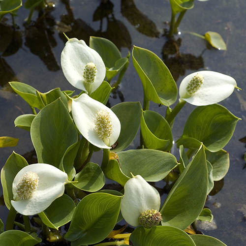 Pond Plant Collection Pond Plant Collection