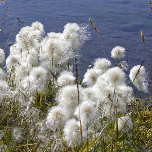 Pond Plant Collection Pond Plant Collection