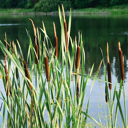 Pond Plant Collection Pond Plant Collection