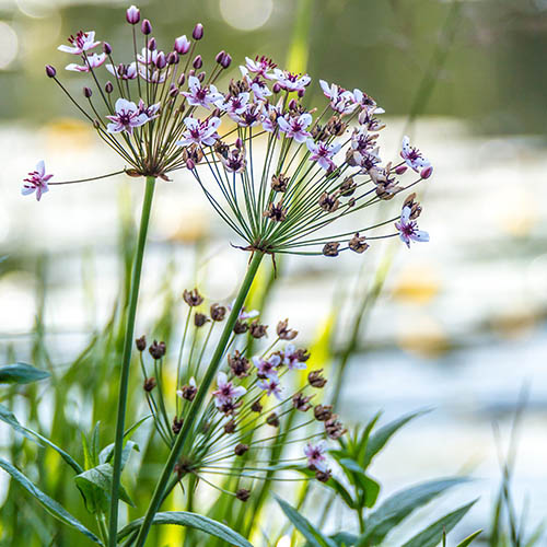 Pond Plant Collection Pond Plant Collection