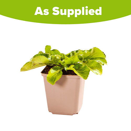 Eryngium Blue Hobbit Eryngium Blue Hobbit