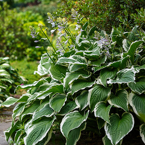 Hosta Patriot