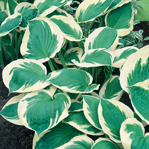 Hosta Patriot Hosta Patriot