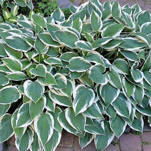 Hosta Patriot Hosta Patriot