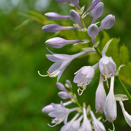 Hosta Patriot Hosta Patriot
