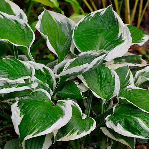 Hosta Patriot Hosta Patriot