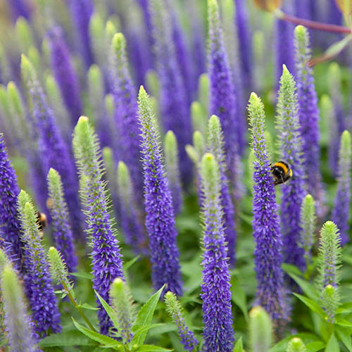 Veronica spicata Ulster Blue Dwarf Veronica spicata Ulster Blue Dwarf