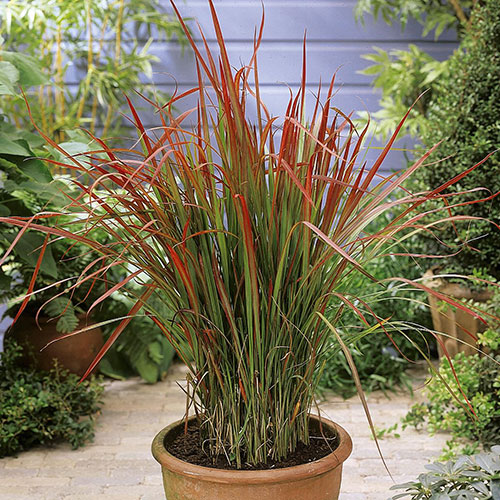 Imperata Red Baron - Blood Grass Imperata Red Baron - Blood Grass
