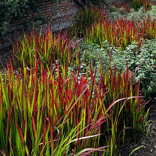 Imperata Red Baron - Blood Grass Imperata Red Baron - Blood Grass