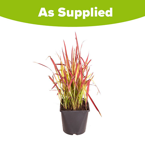 Imperata Red Baron - Blood Grass Imperata Red Baron - Blood Grass