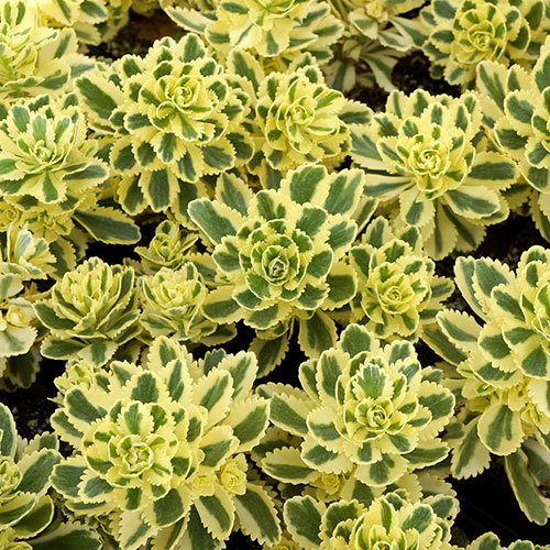 Sedum takesimense Atlantis Stonecrop Sedum takesimense Atlantis Stonecrop