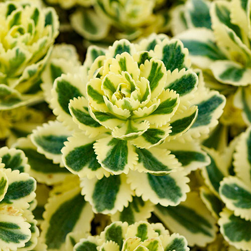 Sedum takesimense Atlantis Stonecrop Sedum takesimense Atlantis Stonecrop