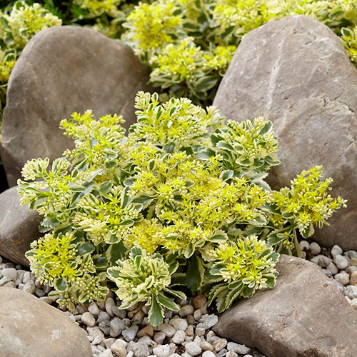 Sedum takesimense Atlantis Stonecrop Sedum takesimense Atlantis Stonecrop