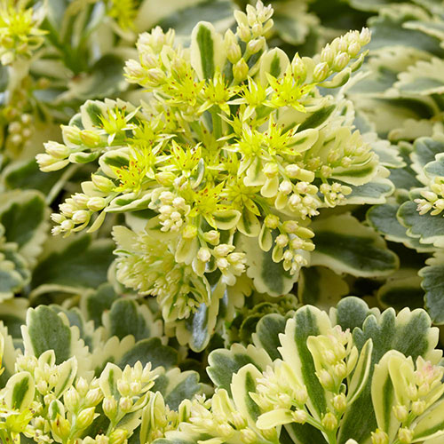 Sedum takesimense Atlantis Stonecrop Sedum takesimense Atlantis Stonecrop