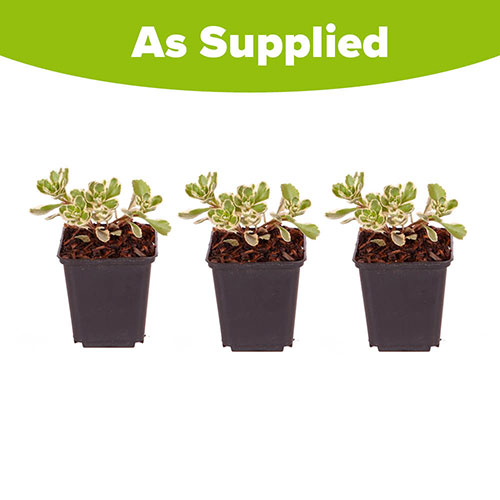 Sedum takesimense Atlantis Stonecrop Sedum takesimense Atlantis Stonecrop