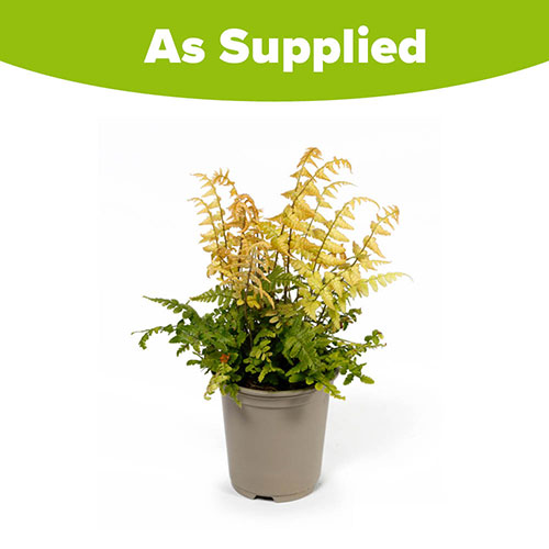 Colourful Dryopteris Jurassic Gold Colourful Dryopteris Jurassic Gold