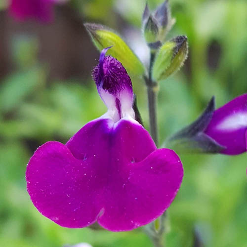 Salvia Amethyst Lips Salvia Amethyst Lips
