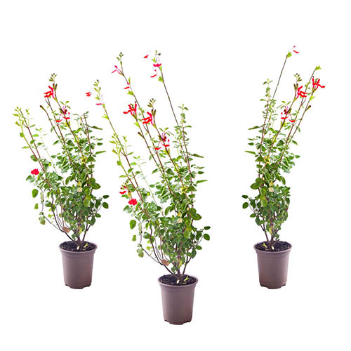 Salvia Amethyst Lips Salvia Amethyst Lips