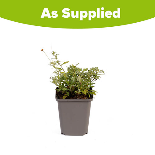 Erigeron karvinskianus Profusion Mexican Fleabane Erigeron karvinskianus Profusion Mexican Fleabane