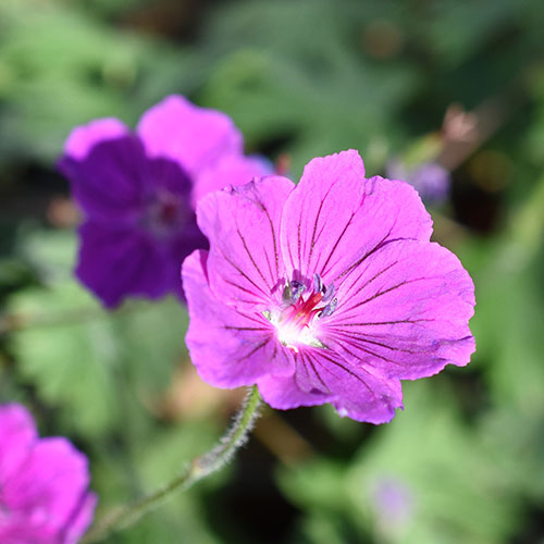 Hardy Geranium Tiny Monster Cranesbill Hardy Geranium Tiny Monster Cranesbill