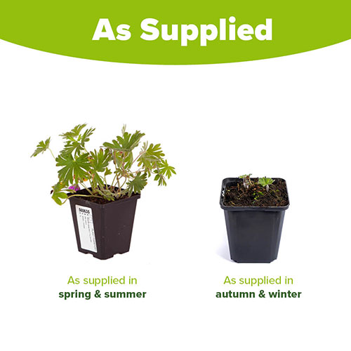 Hardy Geranium Tiny Monster Cranesbill Hardy Geranium Tiny Monster Cranesbill