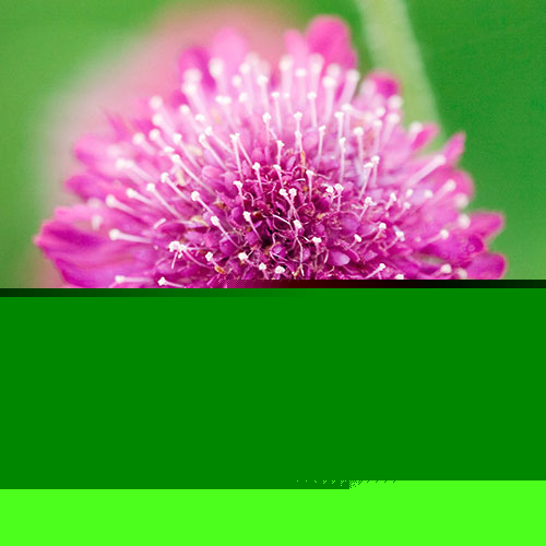 Knautia macedonica Melton Pastels Knautia macedonica Melton Pastels