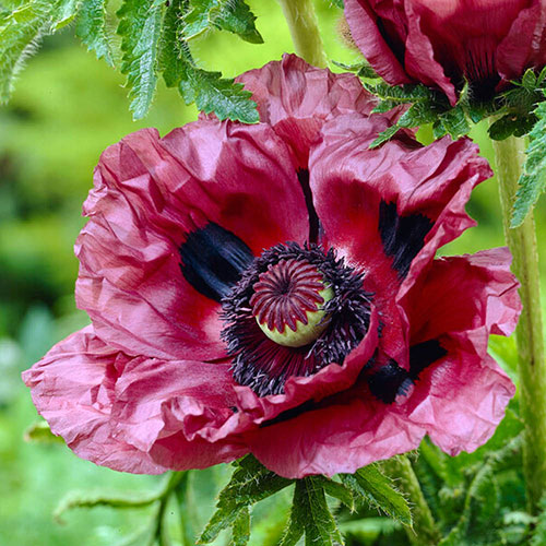 Oriental Poppy Papaver Orientale Pattys Plum Oriental Poppy Papaver Orientale Pattys Plum