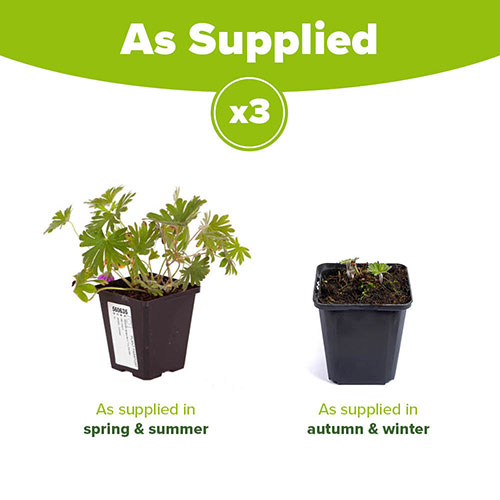 Hardy Geranium Tiny Monster Cranesbill Hardy Geranium Tiny Monster Cranesbill