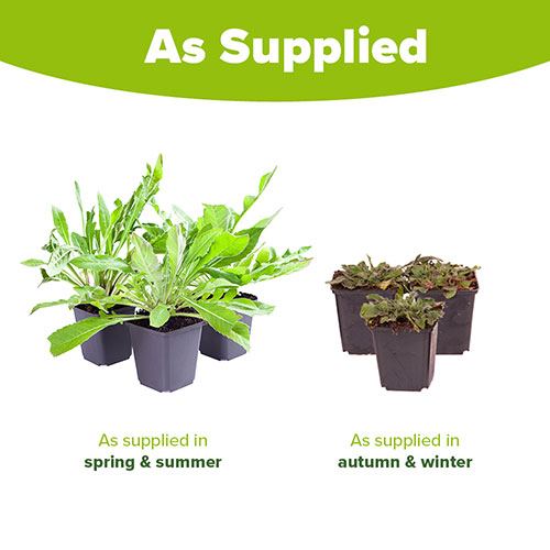 Knautia macedonica (Melton Pastels) 9cm x 3 Knautia macedonica (Melton Pastels) 9cm x 3