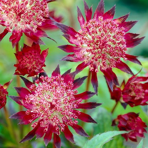 Astrantia Claret