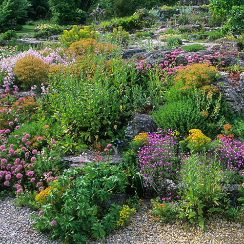 Alpine Plant Lucky Dip Collection