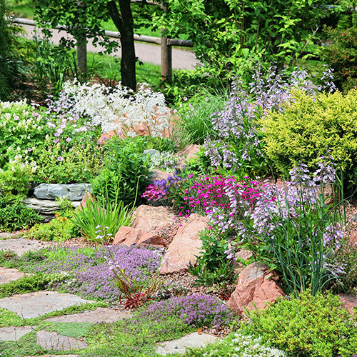 Alpine Plant Lucky Dip Collection Alpine Plant Lucky Dip Collection