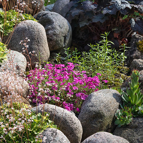Alpine Plant Lucky Dip Collection Alpine Plant Lucky Dip Collection