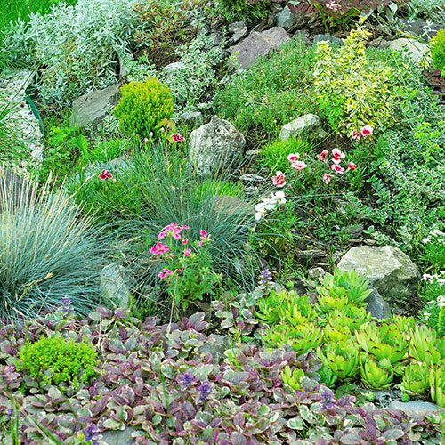 Alpine Plant Lucky Dip Collection Alpine Plant Lucky Dip Collection